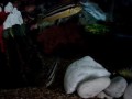 Melanochromis Auratus cavando un agujero