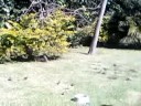 Pássaros no jardim