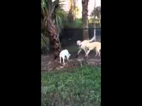 a yellow lab pup teasing 2 dogs