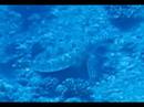 Sharks & turtles Sharks & turtles