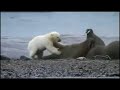 Polar bears VS Walrus
