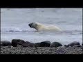 polar bears vs walrus as seen on bbc's planet earth.

things to think about:

how have the polar bears and walrus adapted to their coastal environment?

what features of the polar bears and walrus have enabled them to survive, and how are they developing further?

what are the needs of the polar bears and walrus?

respond in a comment or use a video response instead.

all videos on this profile are legal and were obtained with owner's permission.