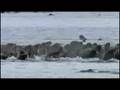 Polar bears VS Walrus