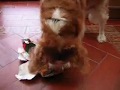 In Memory of Dylan - our Welsh Spinger Spaniel