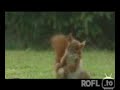 Eichhrnchen macht Fuballtricks Eichhrnchen macht Fuballtricks