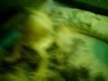 videos de Rhino my Beared dragon attacks my cam, haha