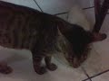 Click here to watch this video Super cat.3gp