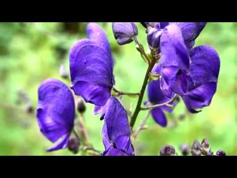 Aconitum , Aconitum Napellus , Kurt Boğan Otu - Bitki TV