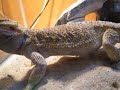 bearded dragon feeding bearded dragon feeding
