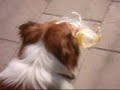 dog walking with a Cola