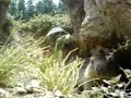 Marmotta