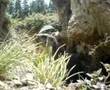 Marmotta