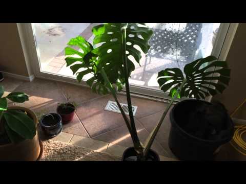 how to transplant split leaf philodendron