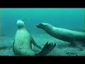 Sea Lions Sea Lions