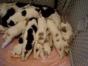 Springer Pups ~ Sept 2008 litter ~ Part 1
