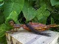 CRYPTOZOOLOGY-FEEJEE MERMAID CRYPTOZOOLOGY-FEEJEE MERMAID