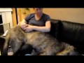 Irish Wolfhound