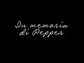 Basta alla crudelà umana: Addio pepper ...