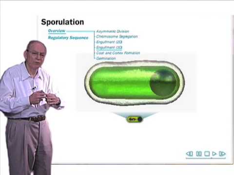 how to isolate spore forming bacteria