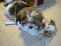 Shorkies!! New Breed Of Dog www.shorkie-puppies.net Shorkies!! New Breed Of Dog www.shorkie-puppies.net