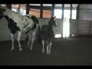 Rakus colt