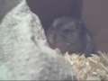 My Hamster