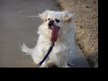 Dog with Giant Tongue
