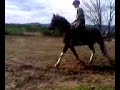 cheval