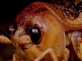 New Zealand Nature Music Video New Zealand Nature Music Video