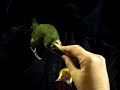 toucanet (toucan) playing toucanet (toucan) playing