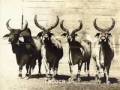videos de Algumas vacas JA de 1925 até 1978