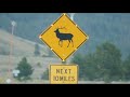 Jons Wyoming Bear