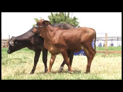 LOTE 053-AFRODITE GADIRAN IFCA