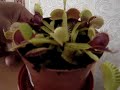 Venus Fly Trap