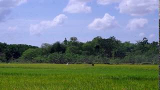 Dahsyatnya serangan belalang d Waingapu3