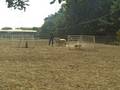videos de Jerome M. Stewart's 11 wk old Puppy Herds Sheep