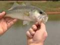 Man Catches Record Fish With Kiddie Reel