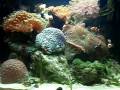 My 24 Gallon Aquapod Reef 11-26-09.AVI