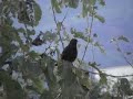 karatavuk ( turdus merula )