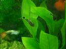 Guppies and Octocinclus Guppies and Octocinclus