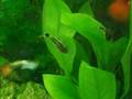 Guppies and Octocinclus