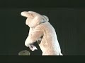 FNL 2007, 18 - Chocolate Coyote
