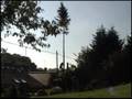 Tree cuttin'