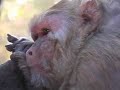 Burma monkeys at Mount Popa Burma monkeys at Mount Popa