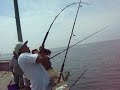 36'' guitar fish in venice beach ca