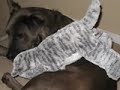 my dog elvis