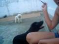 videos de O LADRÃO DE COLHER!