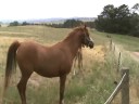 Whyneemah Khezia & filly foal Kheisha Whyneemah Khezia & filly foal Kheisha