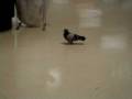 videos de lame pigeon in bus station