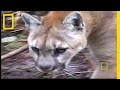 Big Cats: Washington Cougars